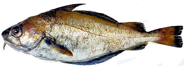 Trisopterus luscus_0660